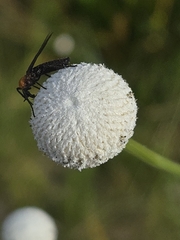 Eriocaulon decangulare, photograph author not stated, no rights reserved