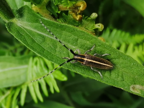 Representative image of Agapanthia suturalis