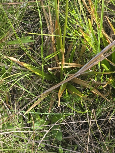 Eriocaulon decangulare, photograph 3