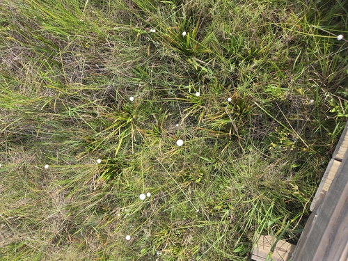 Eriocaulon decangulare, photograph 4