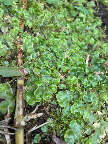 Crescent-cup liverwort