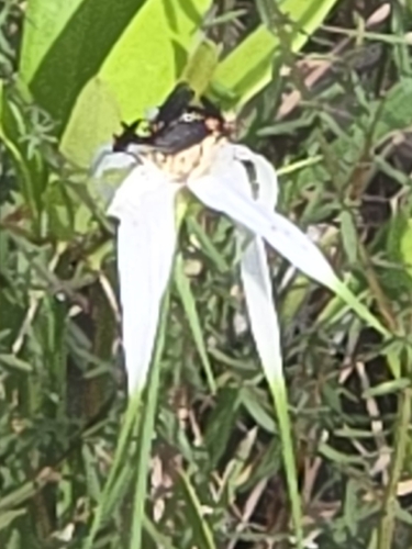 Rhynchospora latifolia