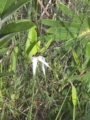 Rhynchospora latifolia, photograph author not stated, no rights reserved