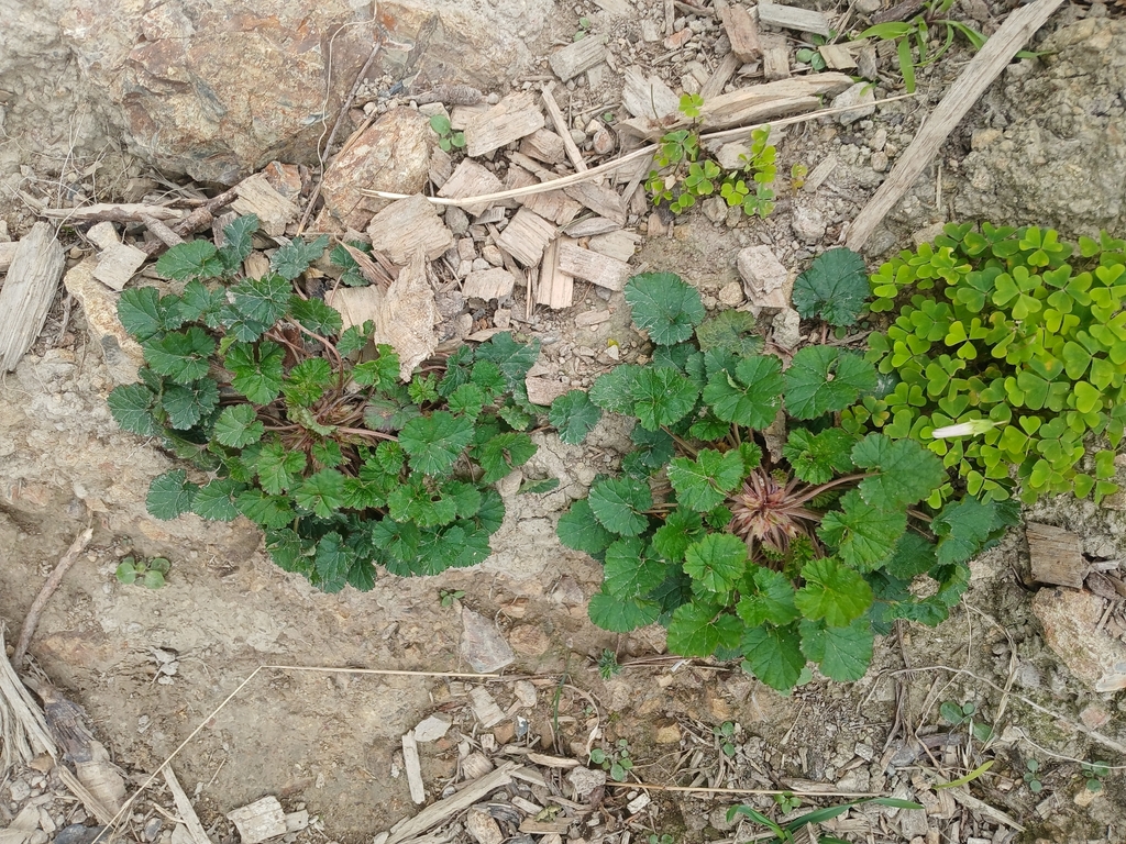 Pelargonium inodorum; photograph (c) Leon Perrie, some rights reserved (CC BY)