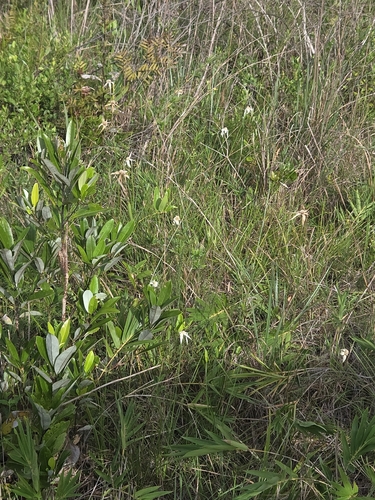 Rhynchospora latifolia, photograph 3