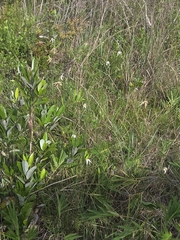 Rhynchospora latifolia, photograph author not stated, no rights reserved