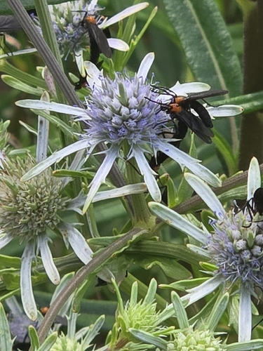Eryngium integrifolium