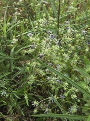Eryngium integrifolium, photograph author not stated, no rights reserved