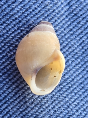 Goniobasis livescens, 2026-09-05