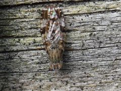 Tephritis vespertina