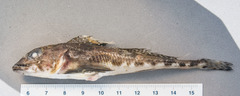 Moustache Sculpin photo 4