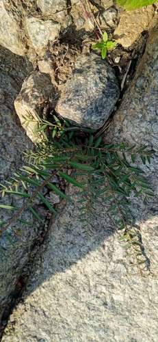 Phyllanthus virgatus observed 2026-09-06