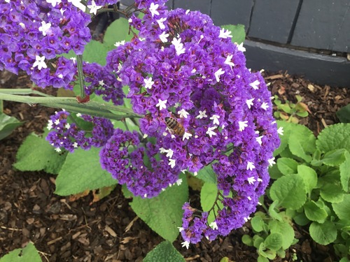 Western Honey Bee