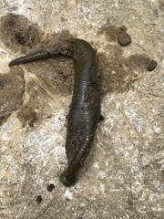 Haemopis