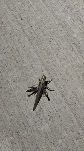 Gray Bird Grasshopper