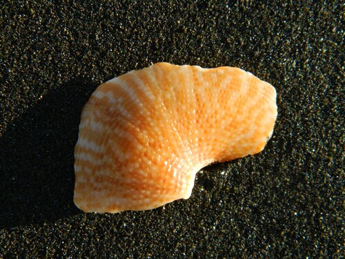 Calliostoma tigris, 2026-08-01