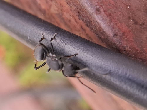 Dives-group Spiny Ants