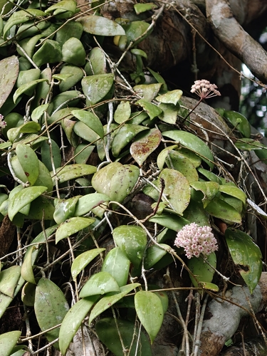 Hoya verticillata observed 2026-09-06