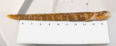 Fish Doctor photo 4