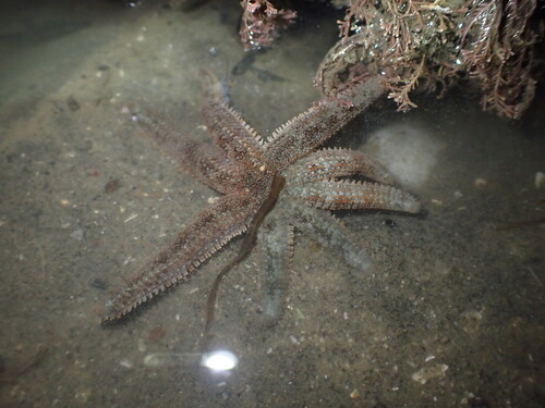Allostichaster polyplax observed 2026-08-14