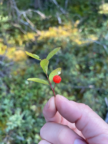 Northern Comandra