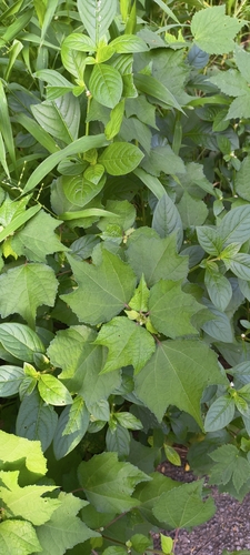 Triumfetta rhomboidea