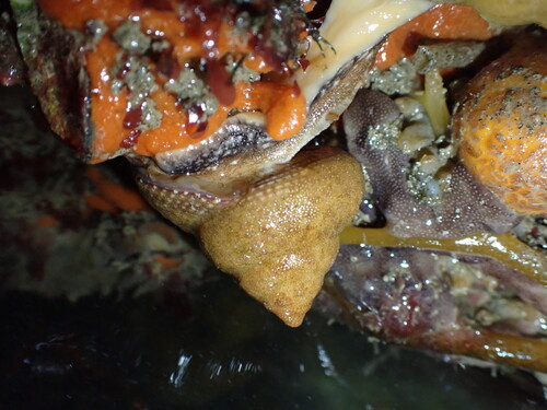 Maurea punctulata observed 2026-08-14