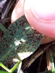 Puccinia hieracii
