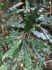 Faurea macnaughtonii