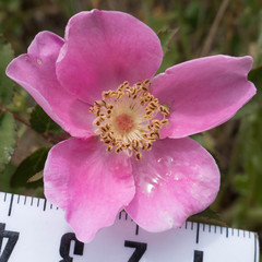 Rosa spithamea