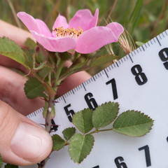 Rosa spithamea