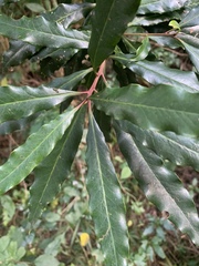 Faurea macnaughtonii