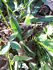 Puccinia hieracii
