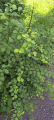 Flueggea leucopyrus