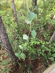 author not stated, no rights reserved Smilax glauca, photograph author not stated, no rights reserved