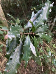 Faurea macnaughtonii