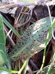 Puccinia hieracii