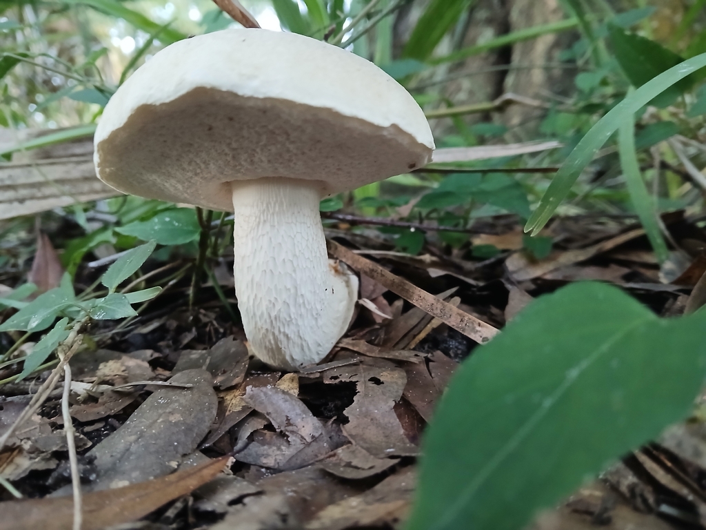 pale bitter bolete · September 2026 · photo: Photo: (c) xanderferret, some rights reserved (CC BY) · iNaturalist
