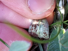 Puccinia hieracii