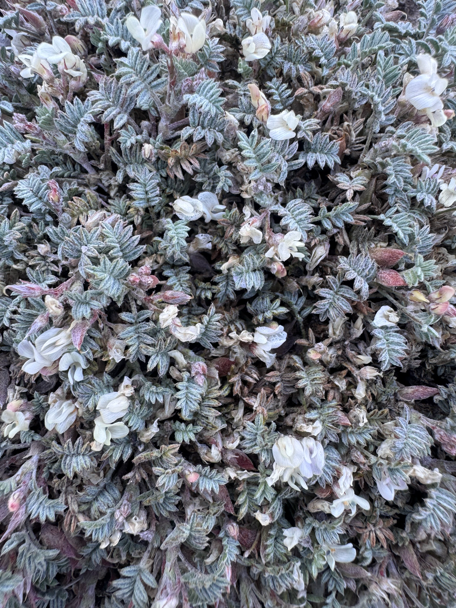 Astragalus vexilliflexus var. nubilus