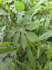 Ipomoea pes-tigridis, photograph (c) Raja Sekhar Chimirala, some rights reserved (CC BY)