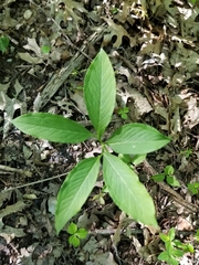 Arisaema dracontium