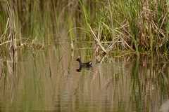Gallinula chloropus