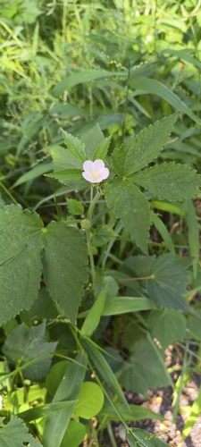 Hibiscus lobatus, photograph 1