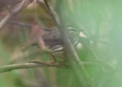Parkesia motacilla image