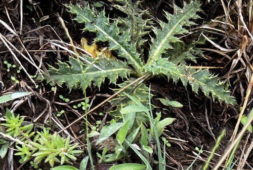 Cirsium japonicum, photograph 3