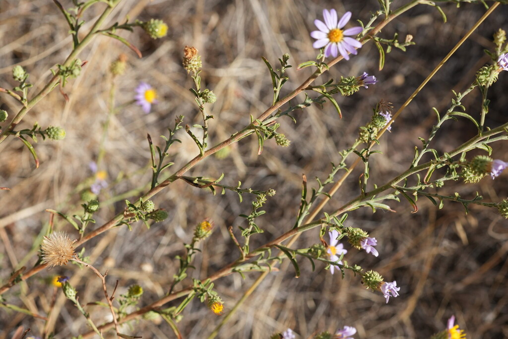 Dieteria canescens; photograph (c) carbapple, some rights reserved (CC BY)