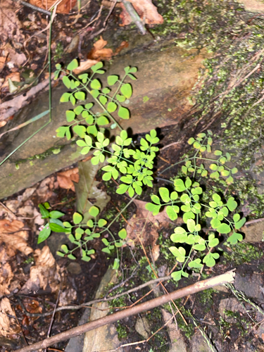 Adlumia fungosa