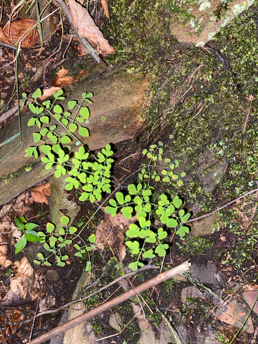 Adlumia fungosa, photograph 2