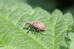 Phyllobius pomaceus